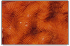 Orange Elephant Skin Coral
